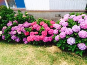 紫陽花